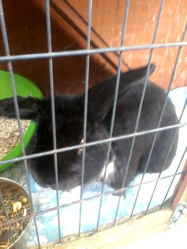 Kanin Buster billede 12
