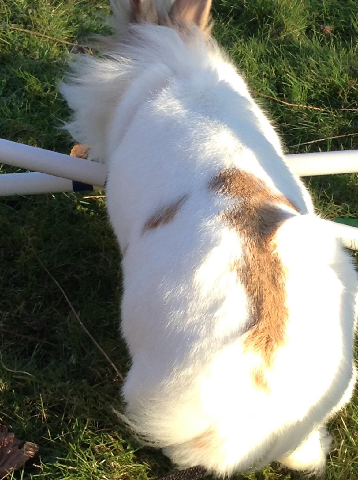 Kanin Søbakkegård´s Fidolina <3 billede 8