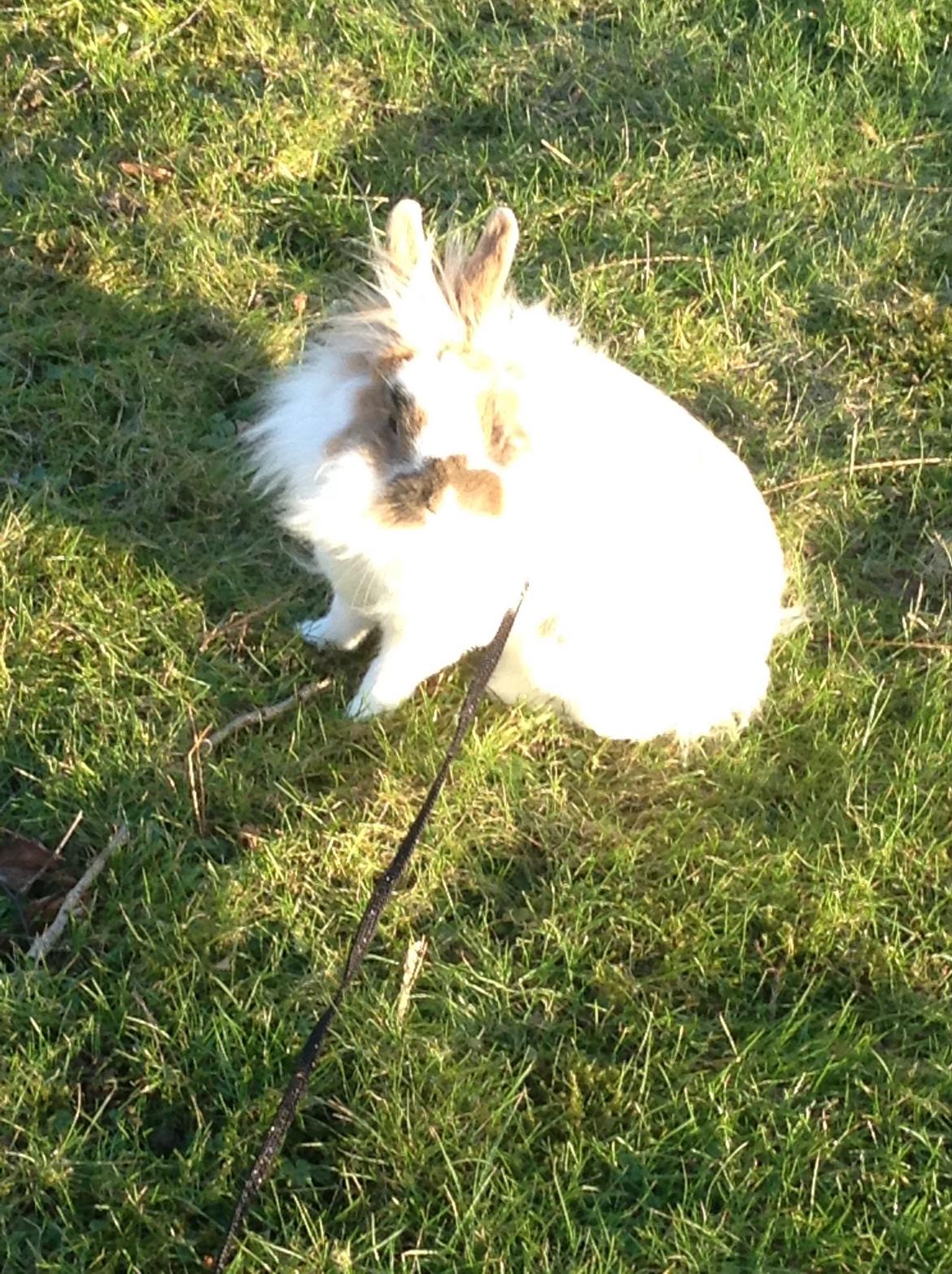 Kanin Søbakkegård´s Fidolina <3 billede 9