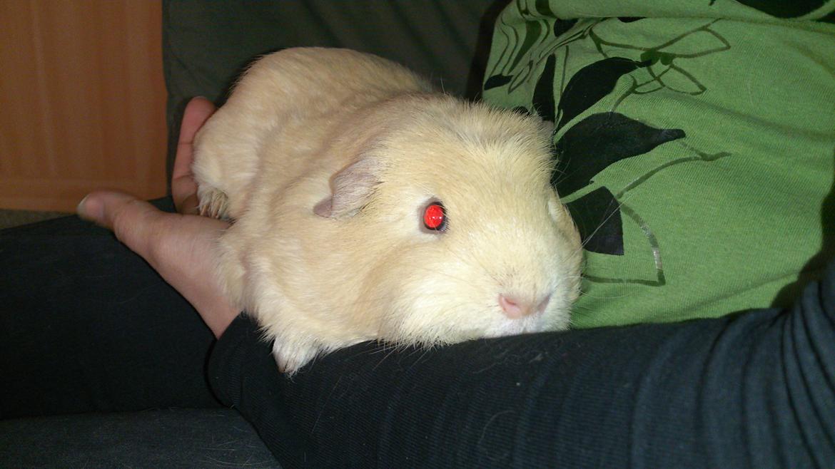 Marsvin Thor billede 2