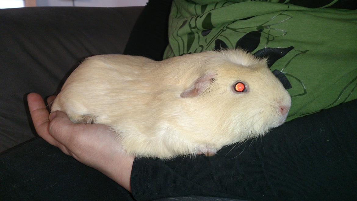 Marsvin Thor billede 1