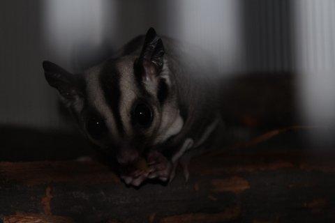 Sugar glider Zizzy billede 2