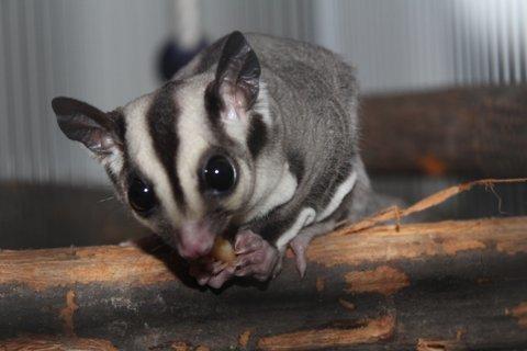 Sugar glider Zizzy billede 3