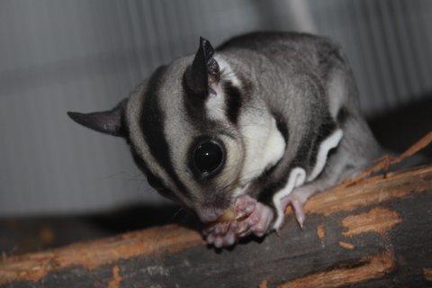 Sugar glider Zizzy billede 4