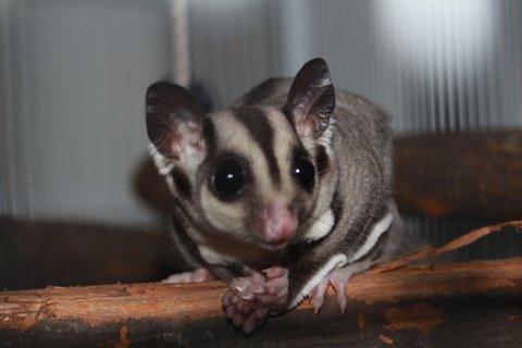 Sugar glider Zizzy billede 5