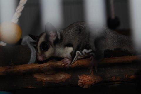 Sugar glider Zizzy billede 6