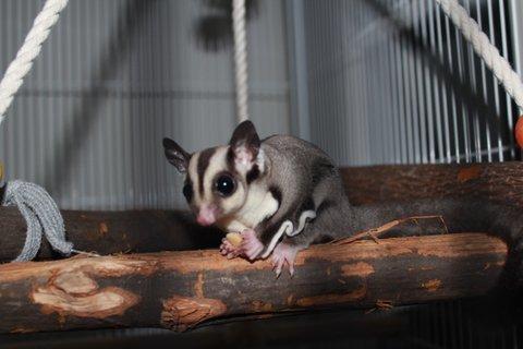 Sugar glider Zizzy billede 7