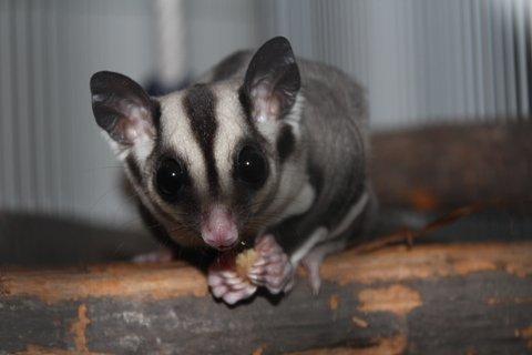 Sugar glider Zizzy billede 1