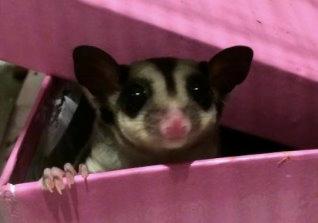 Sugar glider Zizzy billede 9