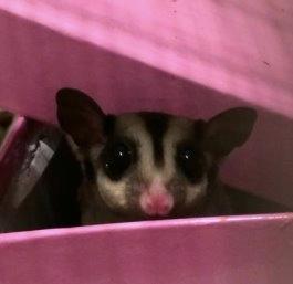 Sugar glider Zizzy billede 10