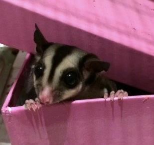 Sugar glider Zizzy billede 8