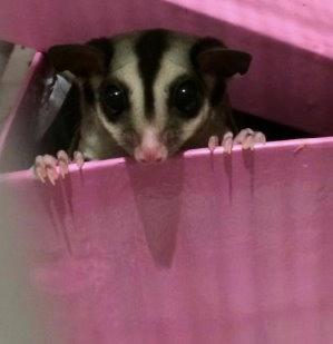 Sugar glider Zizzy billede 11