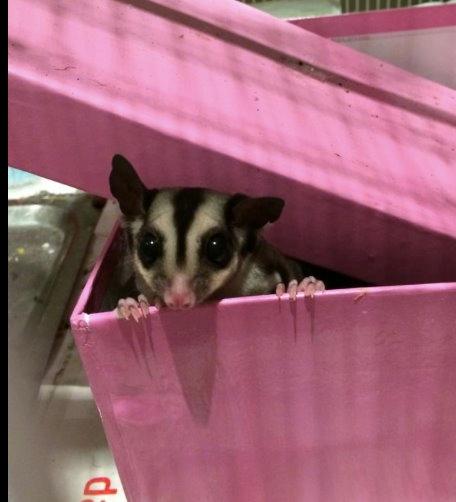 Sugar glider Zizzy billede 12