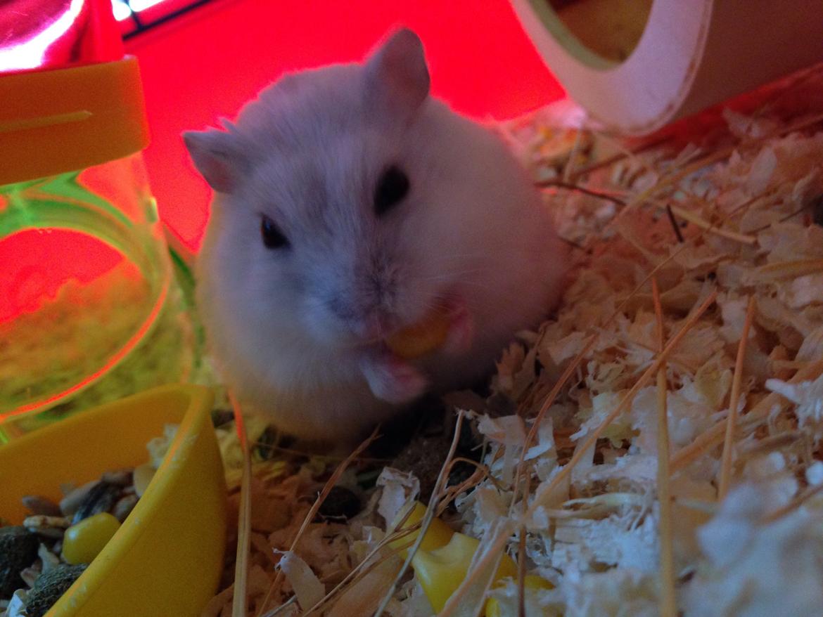 Dværghamster Panda billede 15