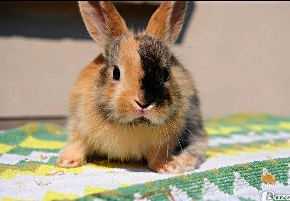 Kanin Unik`s Filur - Fra den gang hun var lille <3 billede 3