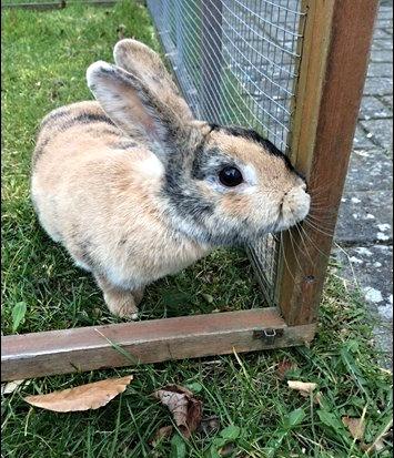 Kanin Unik`s Filur billede 13