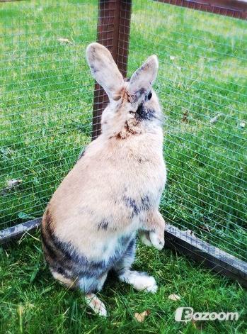 Kanin Unik`s Filur billede 28