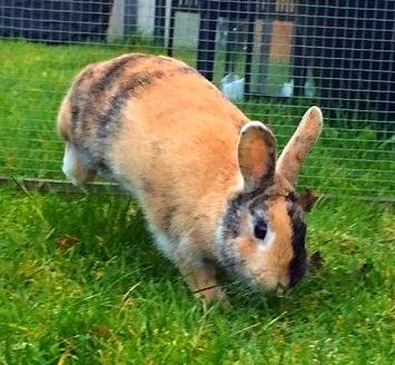 Kanin Unik`s Filur billede 25