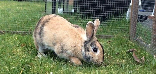 Kanin Unik`s Filur billede 27