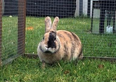 Kanin Unik`s Filur billede 30