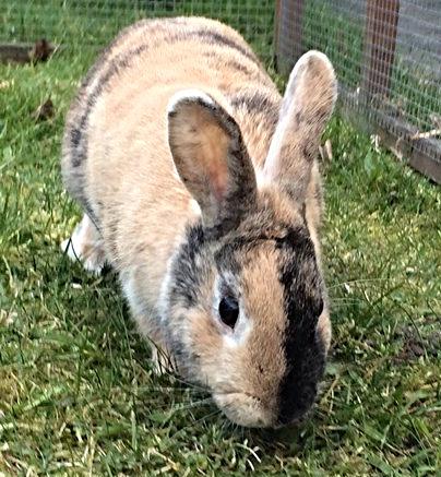 Kanin Unik`s Filur billede 11