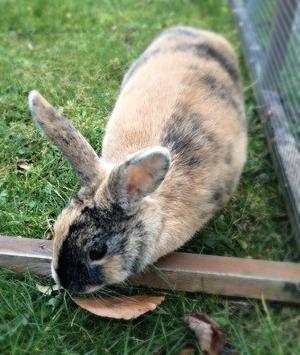 Kanin Unik`s Filur billede 26