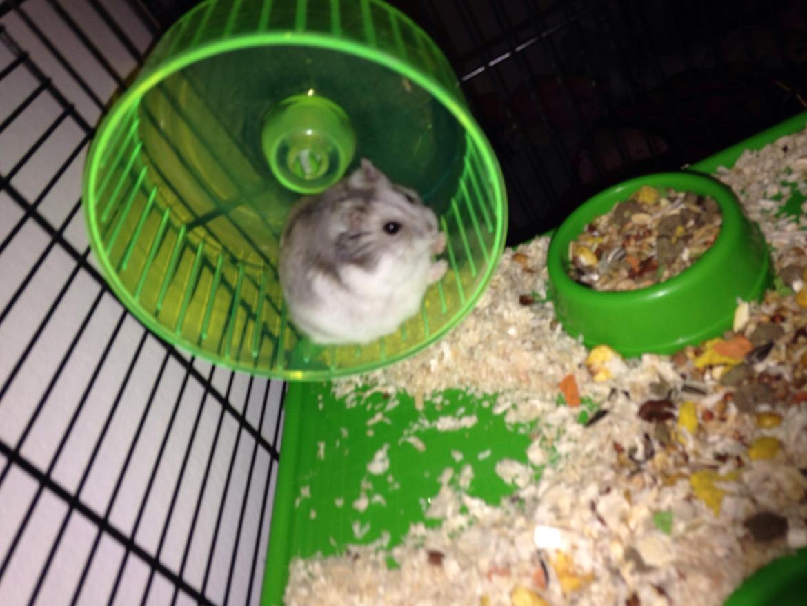 Dværghamster Piv - hun elsker sit grønne hjul.  billede 10