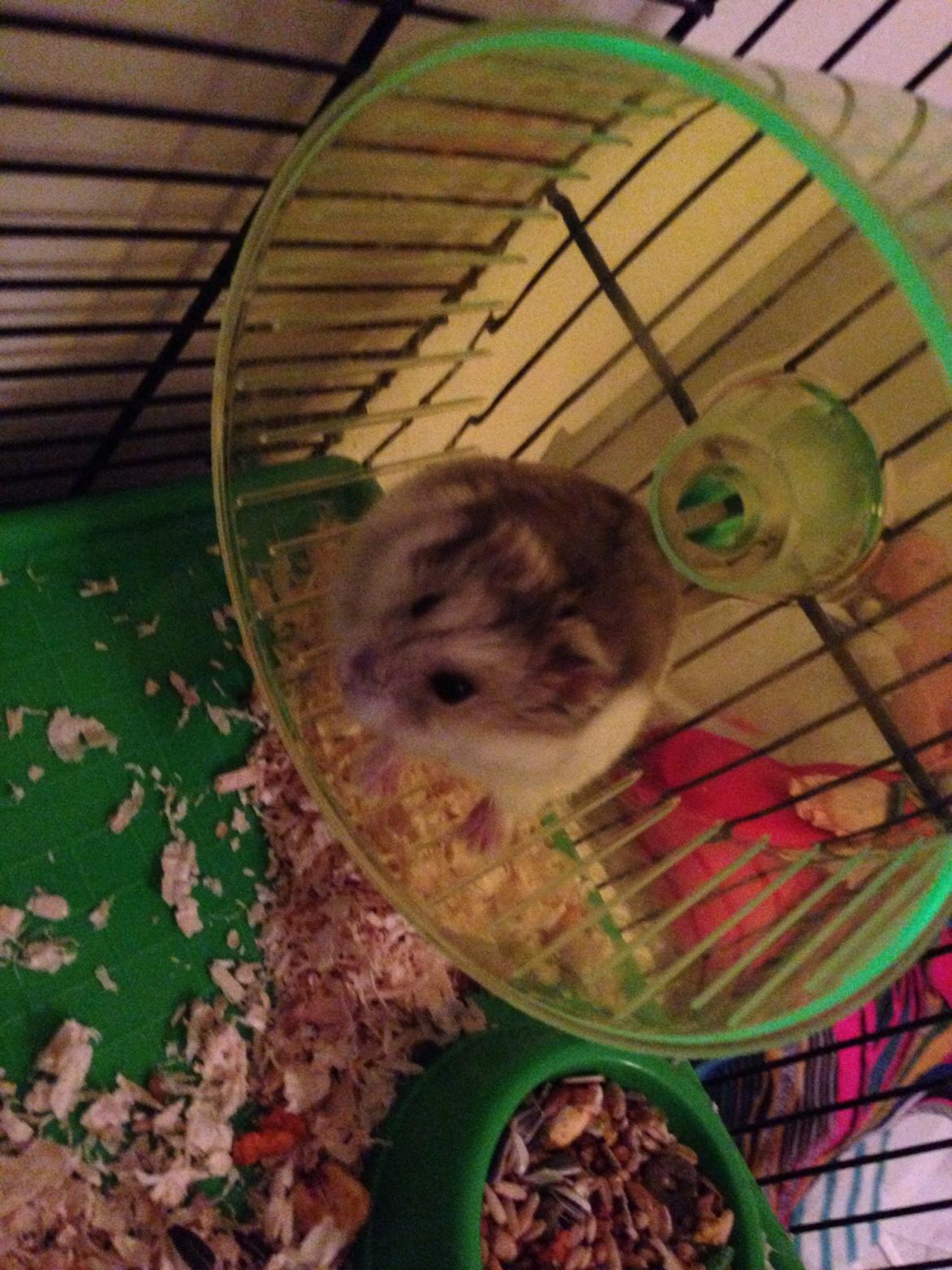 Dværghamster Piv billede 11