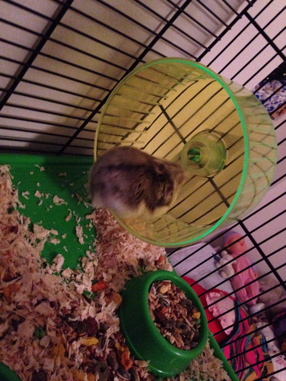 Dværghamster Piv - op med sig billede 12