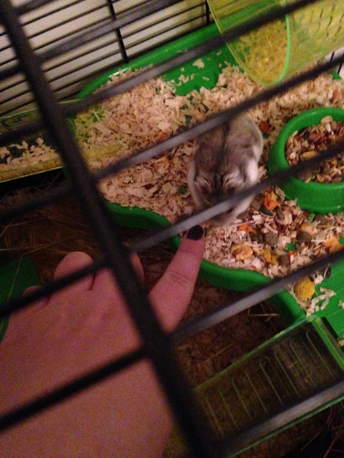 Dværghamster Piv - piv elsker vores hænder, så når vi stikker vores hænder ind i buret kan det ikke gå for langsomt med at komme der hen.  billede 13