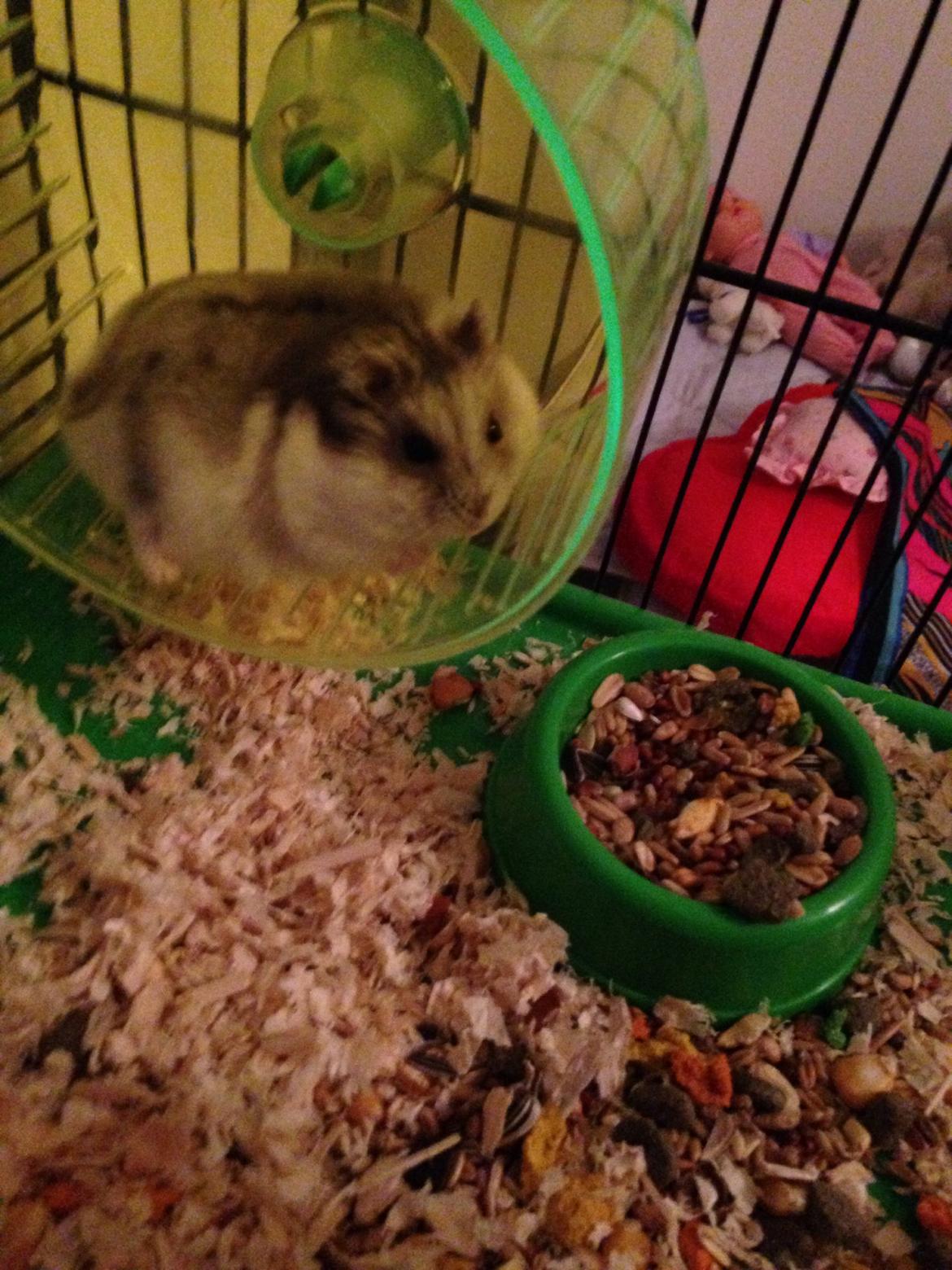 Dværghamster Piv billede 14