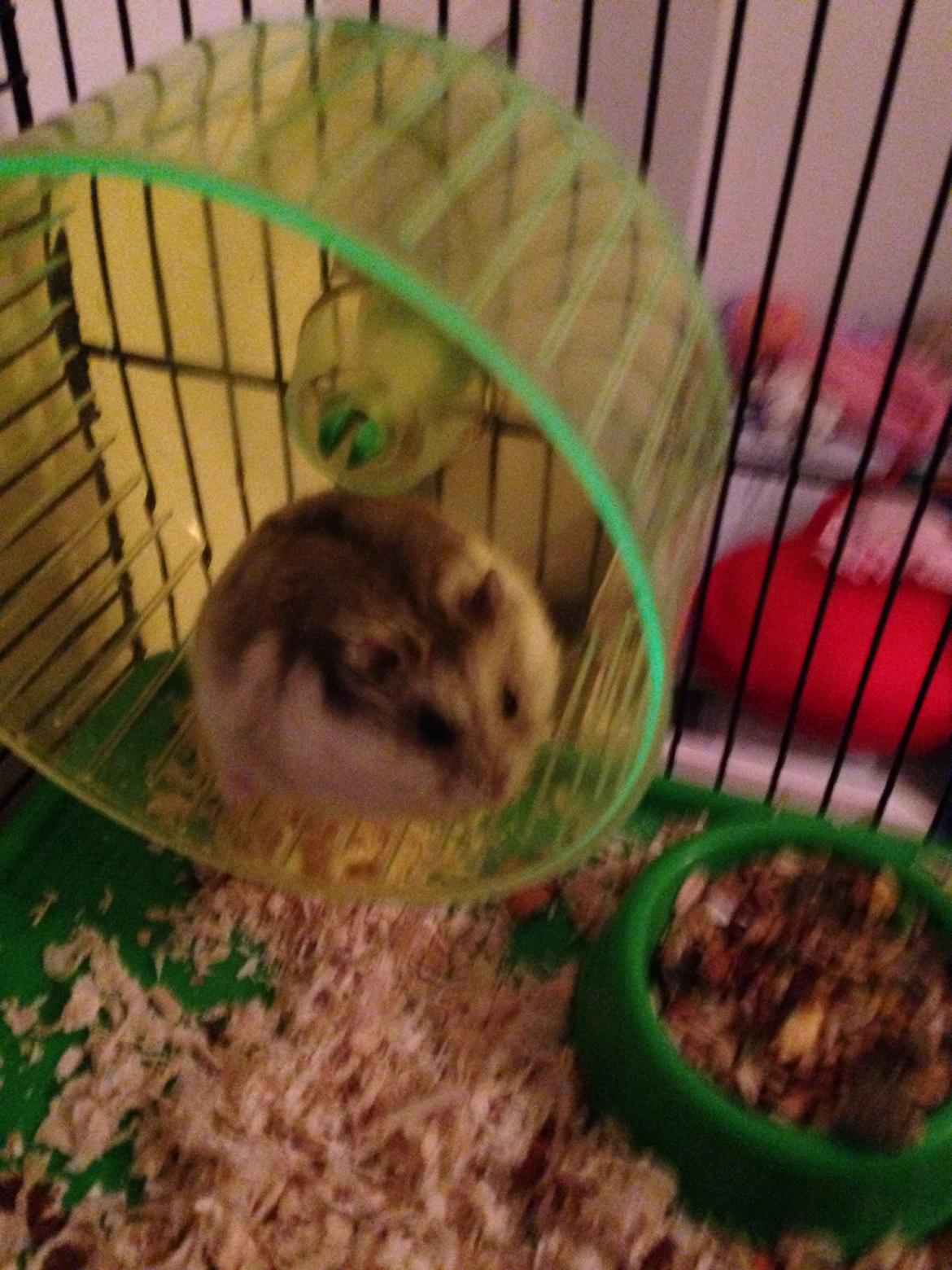 Dværghamster Piv billede 15