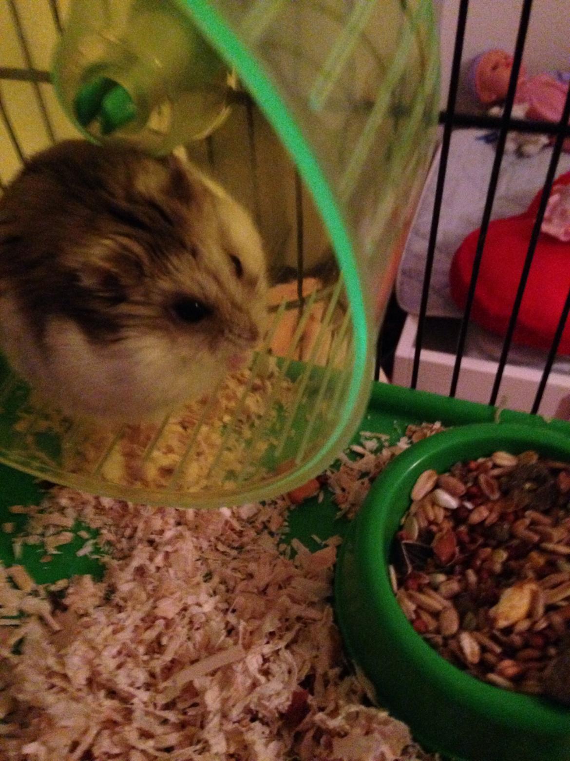 Dværghamster Piv billede 16