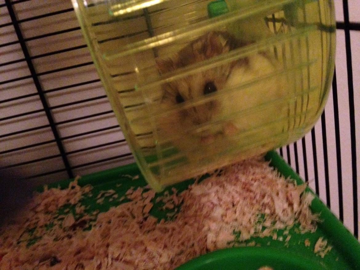 Dværghamster Piv billede 17