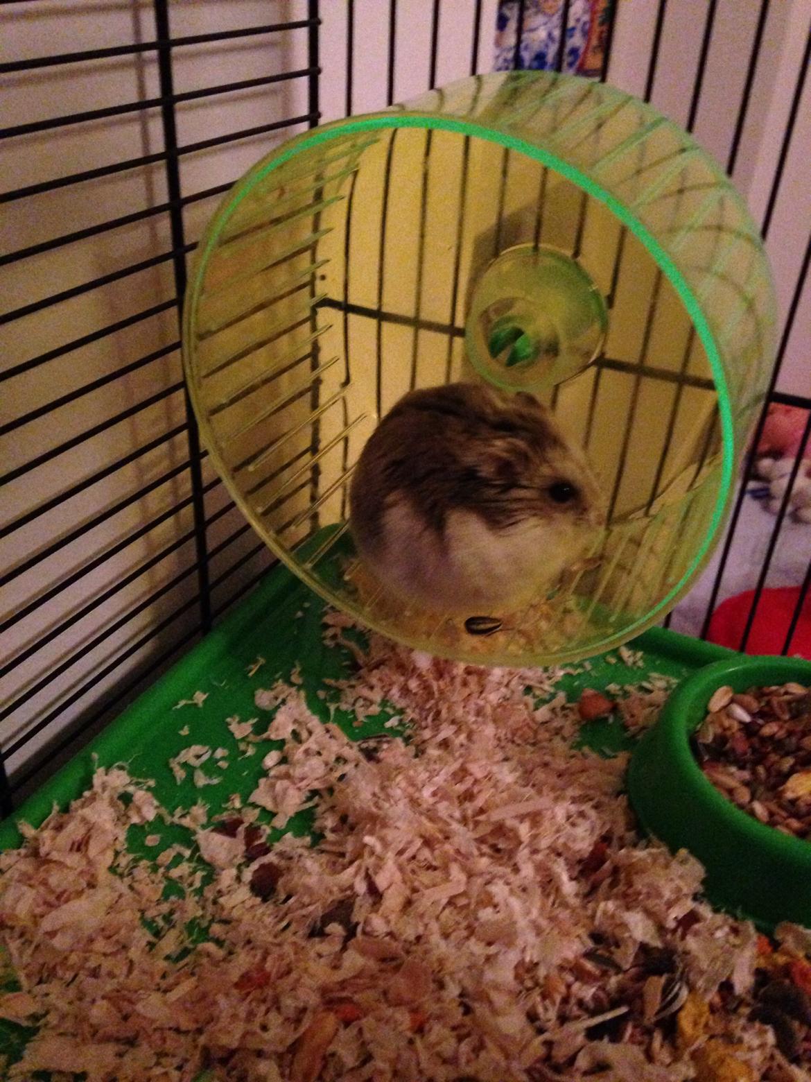 Dværghamster Piv billede 18