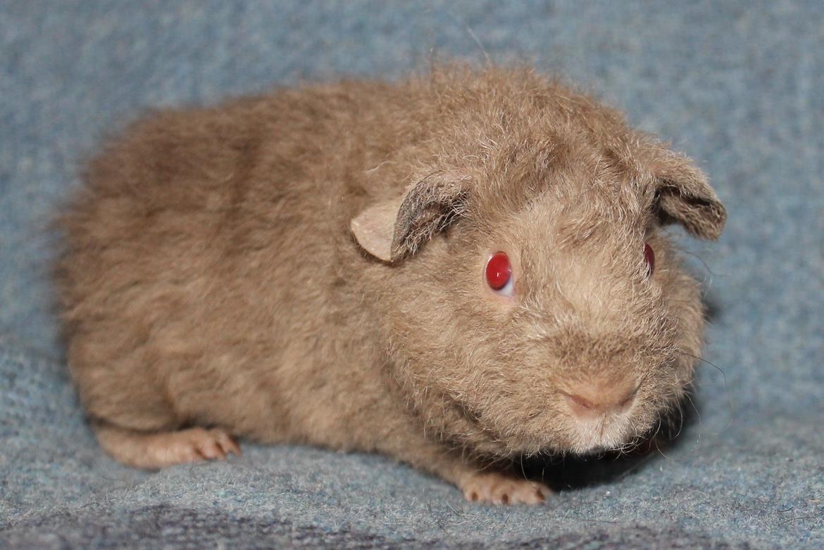 Marsvin Koreskas ÅGERKARL - 20140402 Koreskas Ågerkarl billede 8