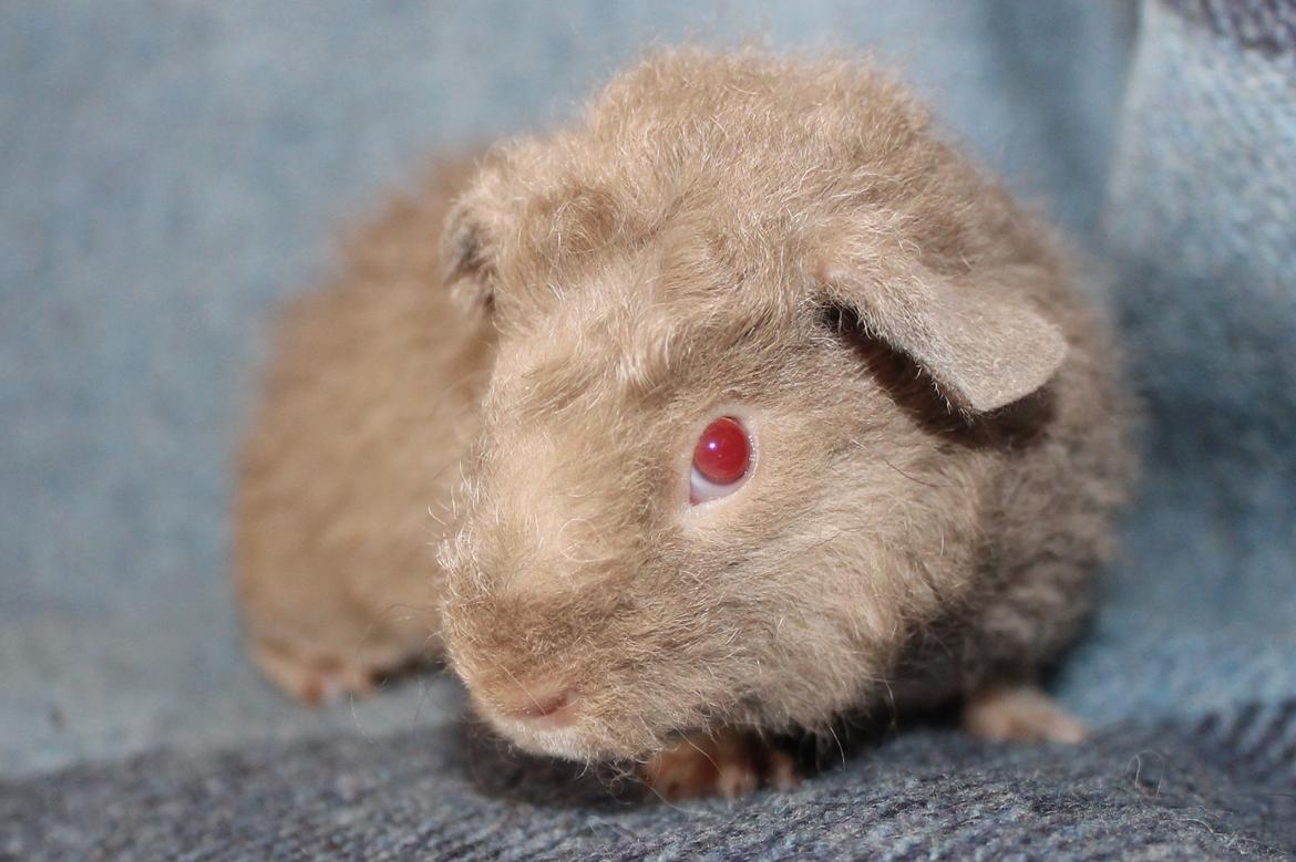 Marsvin Koreskas ÅGERKARL - 20140402 Koreskas Ågerkarl billede 13