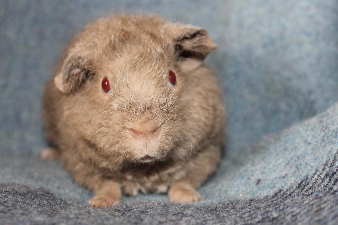 Marsvin Koreskas ÅGERKARL - 20140402 Koreskas Ågerkarl billede 12