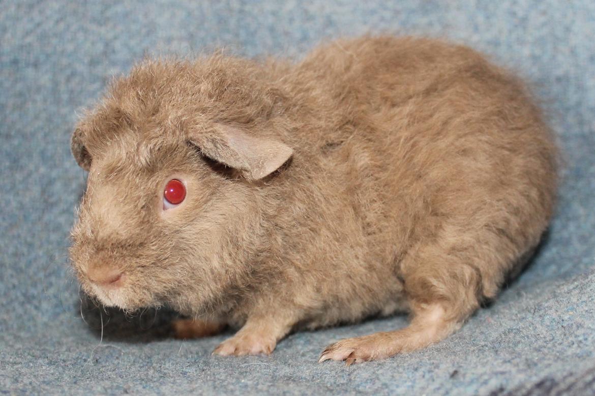 Marsvin Koreskas ÅGERKARL - 20140402 Koreskas Ågerkarl billede 14