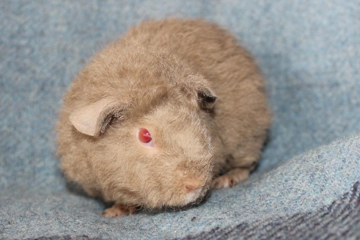 Marsvin Koreskas ÅGERKARL - 20140402 Koreskas Ågerkarl billede 11