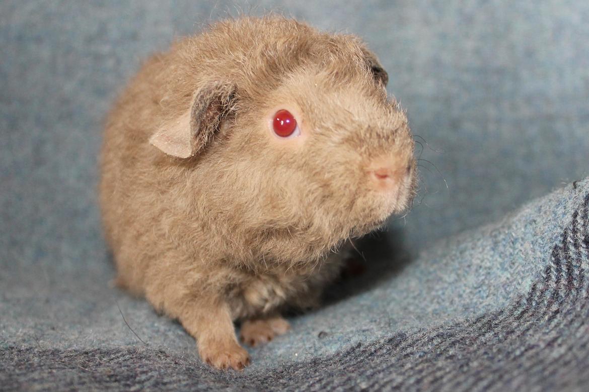 Marsvin Koreskas ÅGERKARL - 20140402 Koreskas Ågerkarl billede 9