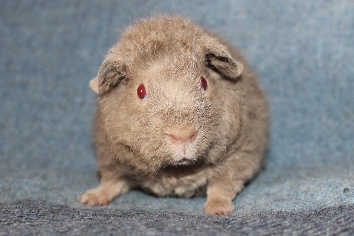 Marsvin Koreskas ÅGERKARL - 20140402 Koreskas Ågerkarl billede 10