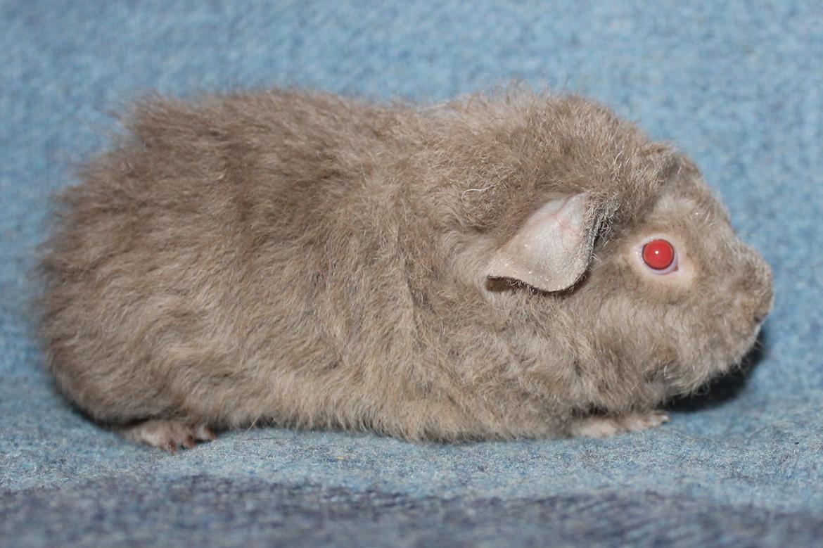 Marsvin Koreskas ÅGERKARL - 20140402 Koreskas Ågerkarl billede 7