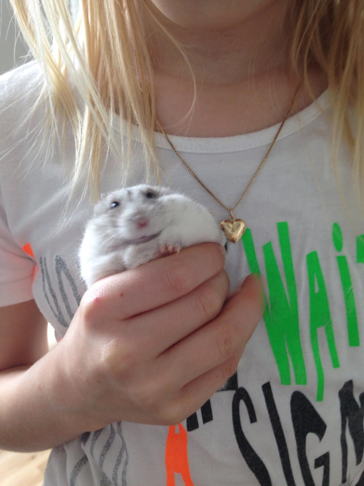 Dværghamster Piv billede 20