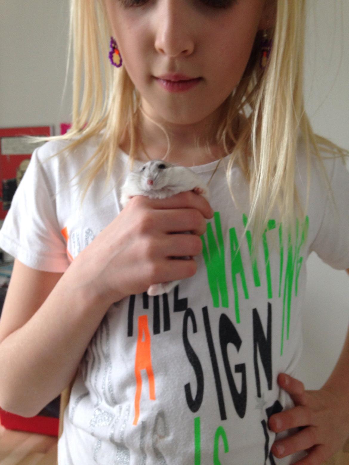 Dværghamster Piv billede 19