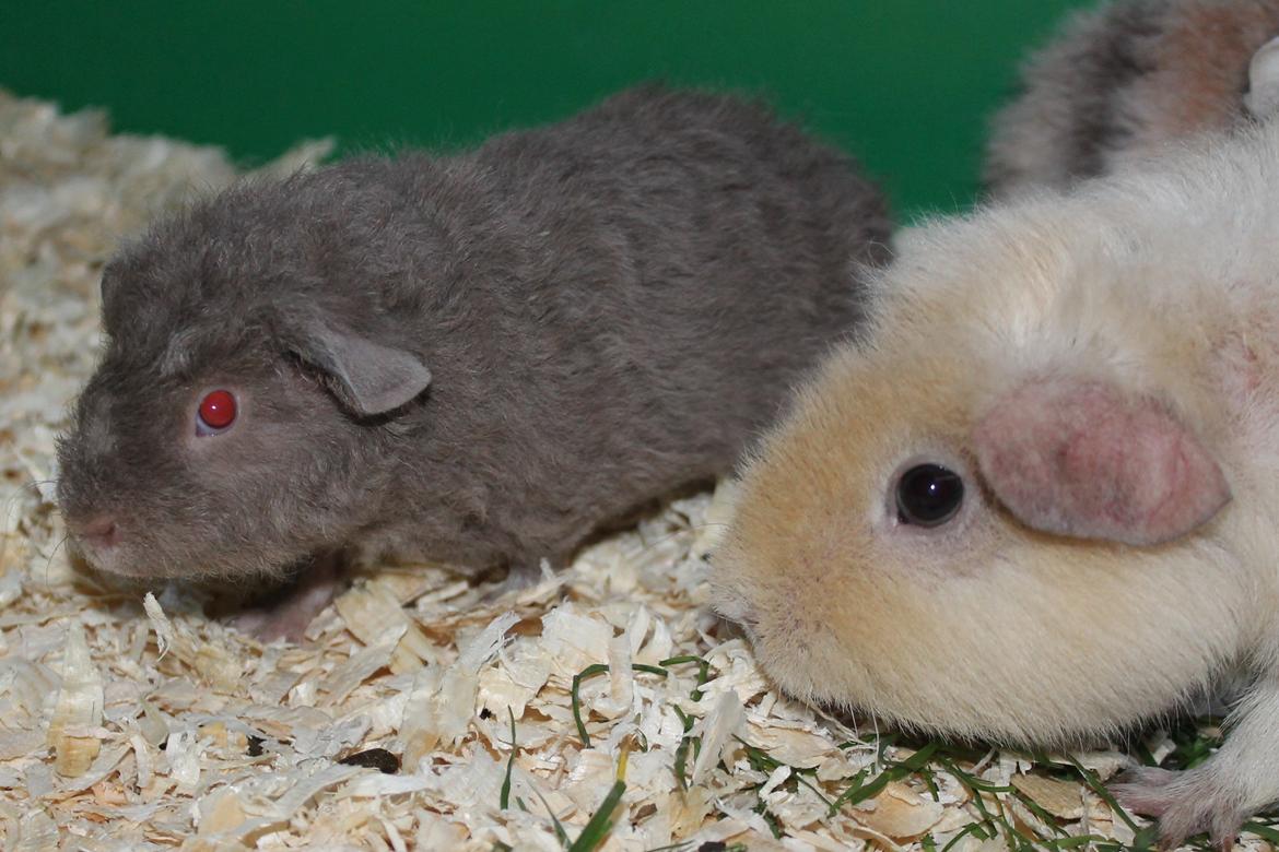 Marsvin Koreskas ÅGERKARL - 20140327 Koreskas Ågerkarl billede 27