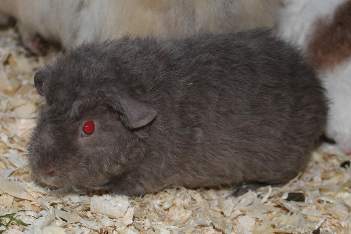 Marsvin Koreskas ÅGERKARL - 20140327 Koreskas Ågerkarl billede 29