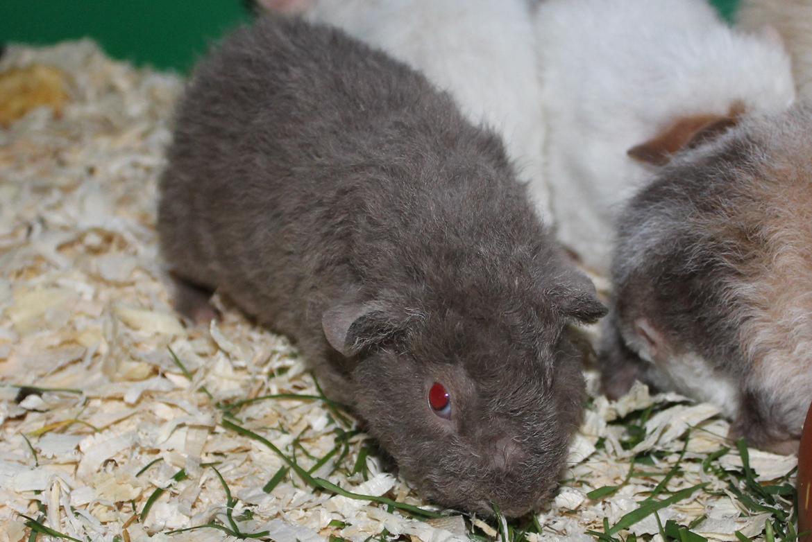 Marsvin Koreskas ÅGERKARL - 20140327 Koreskas Ågerkarl billede 30