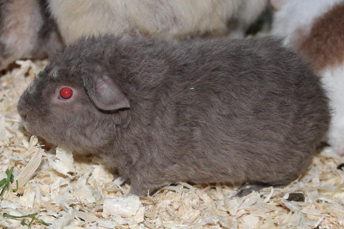 Marsvin Koreskas ÅGERKARL - 20140327 Koreskas Ågerkarl billede 28