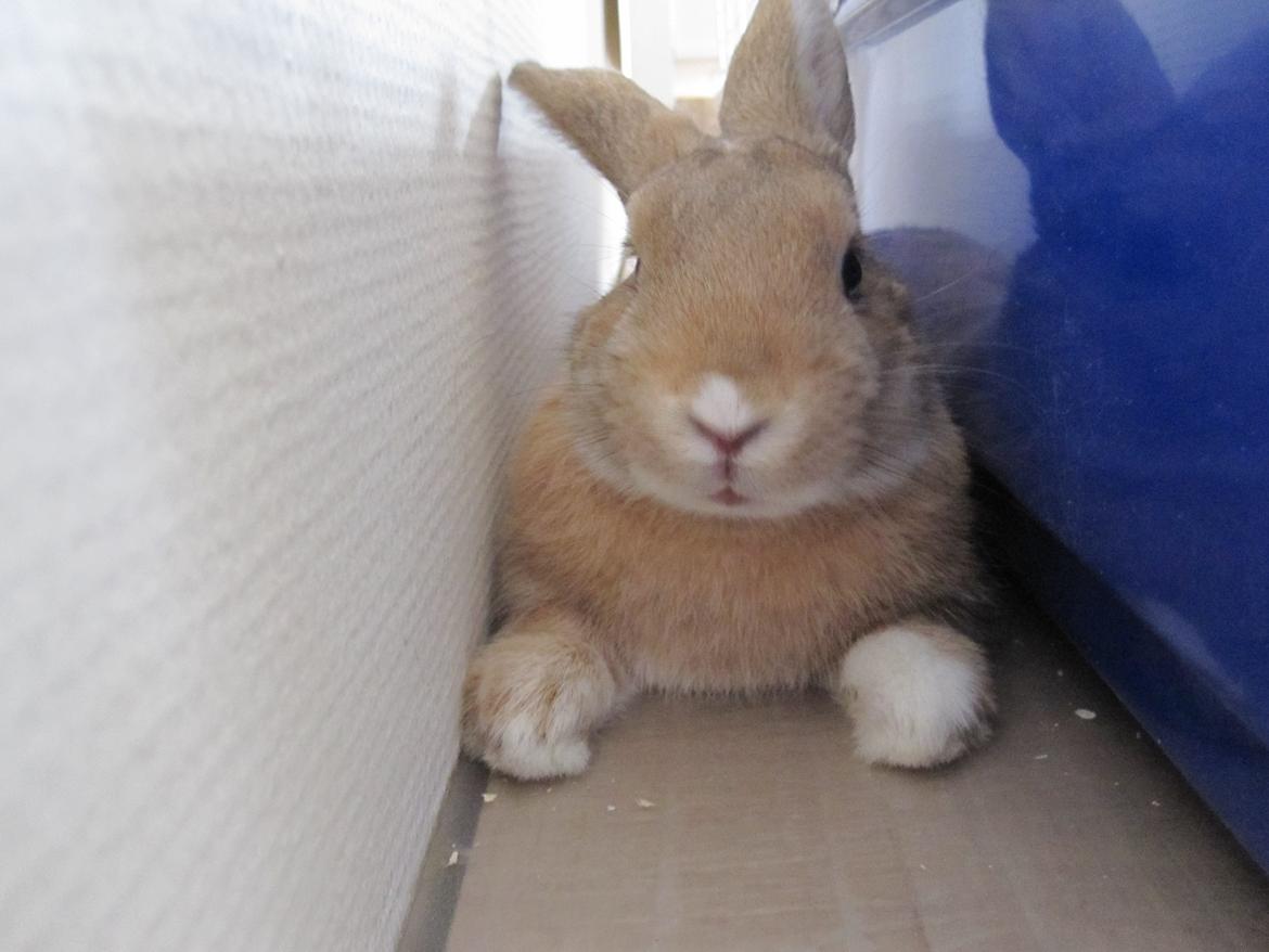 Kanin Mali billede 10